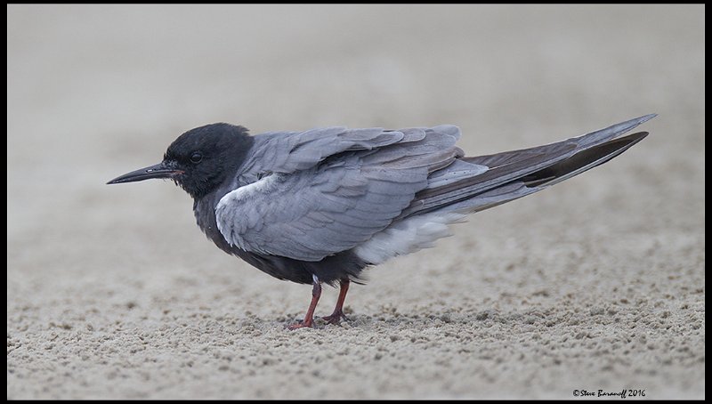 _6SB1139 black tern.jpg